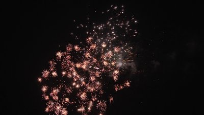 #18764 盆花0.8 25发数