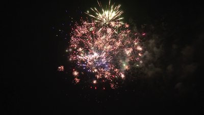 #18765 盆花0.8 49发数