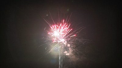 #17336 盆花1.0 49发数