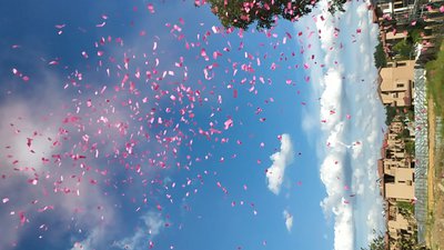 #23818 Party Popper 60.0cm d5.0