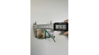 #27384 Carcasa festival 1.5" 6 bolas