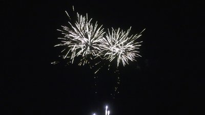 #28263 盆花0.8 100发数