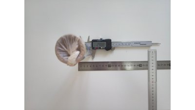 #15834 Smoke Torch 60sec
